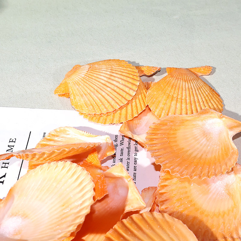 Best Yellow scallop shell fish - Marine Fish Tank review and price