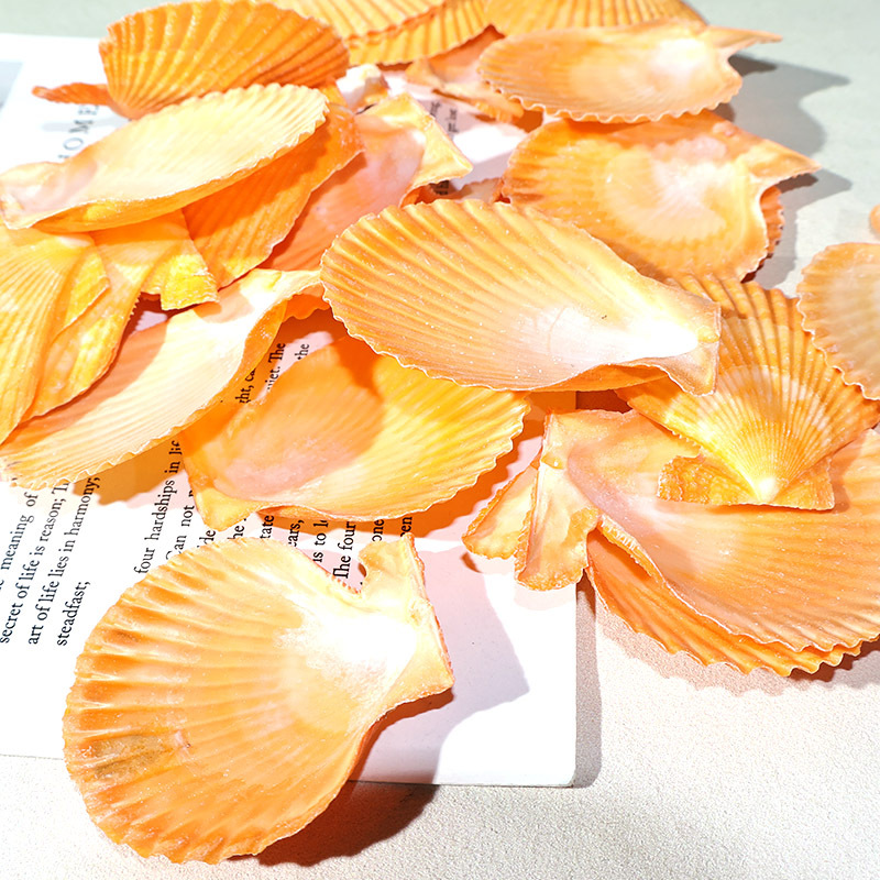 Best Yellow scallop shell fish - Marine Fish Tank review and price