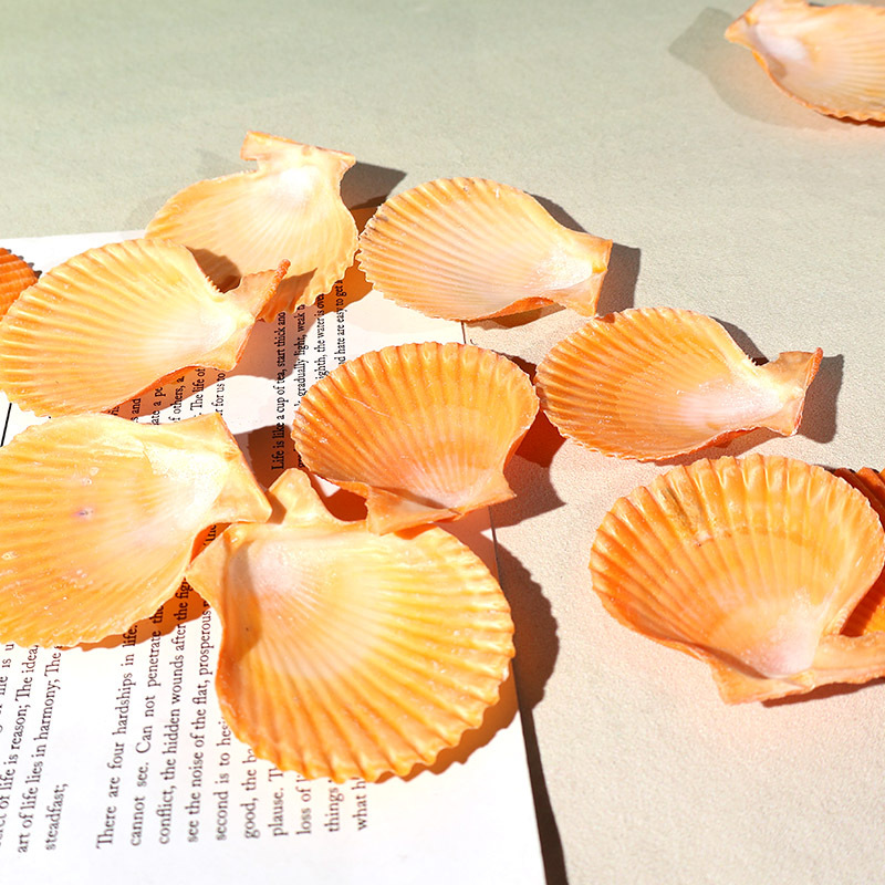 Best Yellow scallop shell fish - Marine Fish Tank review and price