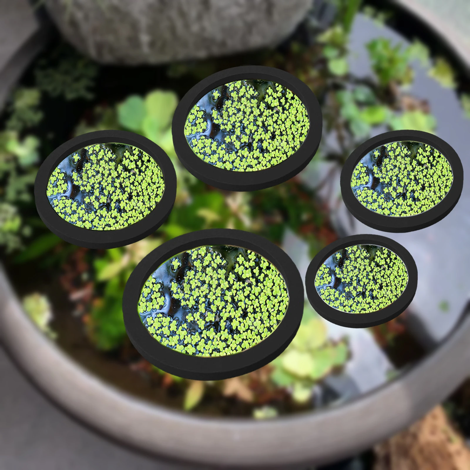5Pcs EVA Fish Feeding Ring Aqu - Ocean Aquarium review and price