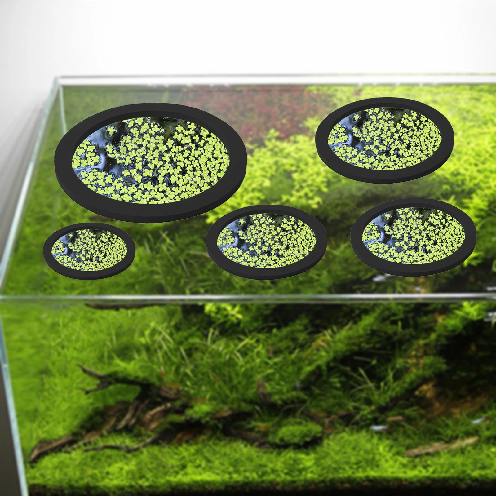 5Pcs EVA Fish Feeding Ring Aqu - Ocean Aquarium review and price