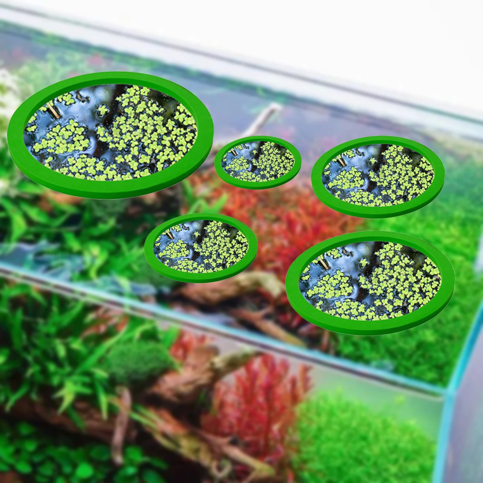 5Pcs EVA Fish Feeding Ring Aqu - Ocean Aquarium review and price
