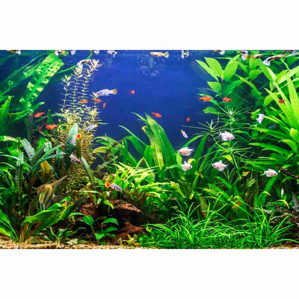 Underwater World Seabed Photog - Aquarium Marine World review and price