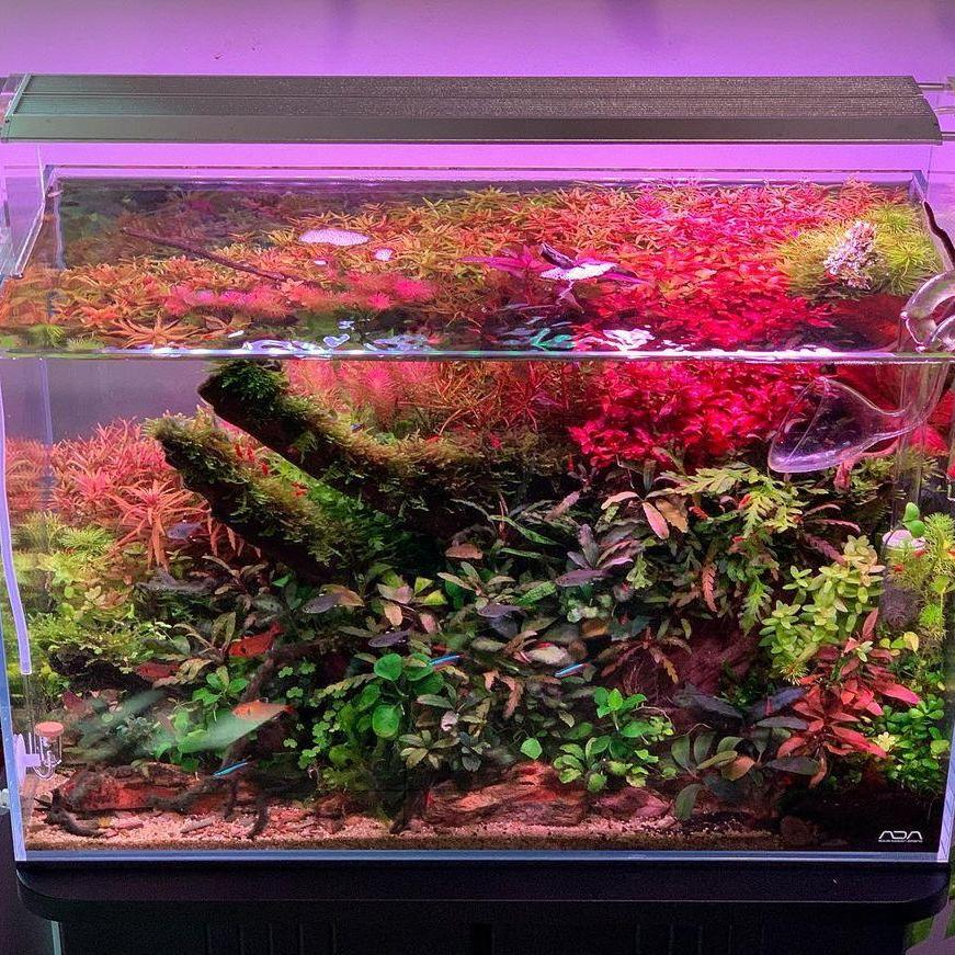 WEEK AQUA Aquarium Led Vivid L - Reef Lighting review and price